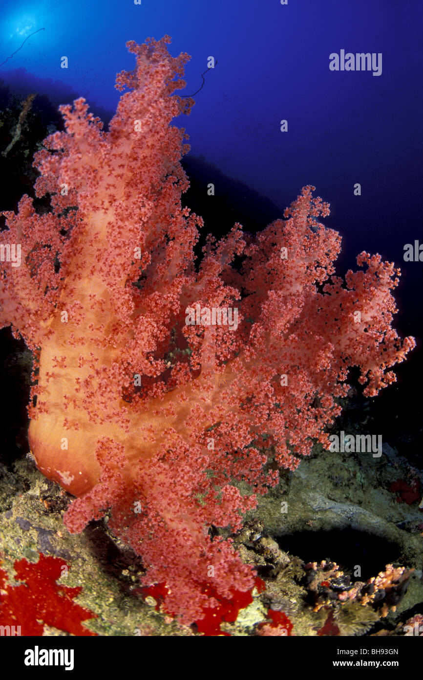 Red Soft Corals, Dendronephthya sp., Red Sea, Saudi Arabia Stock Photo