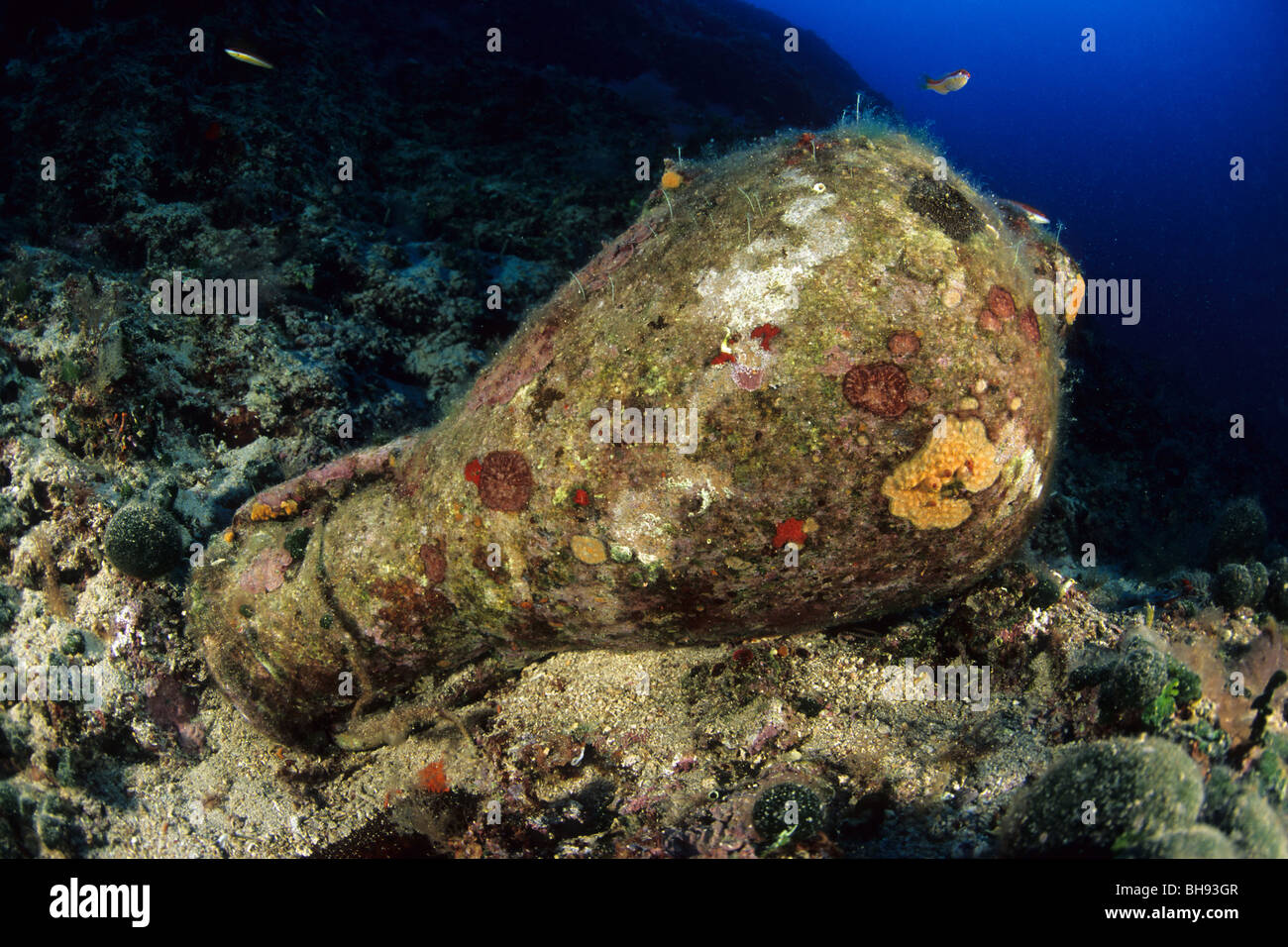 Amphora in Reef, Palagruza Island, Adria, Croatia Stock Photo