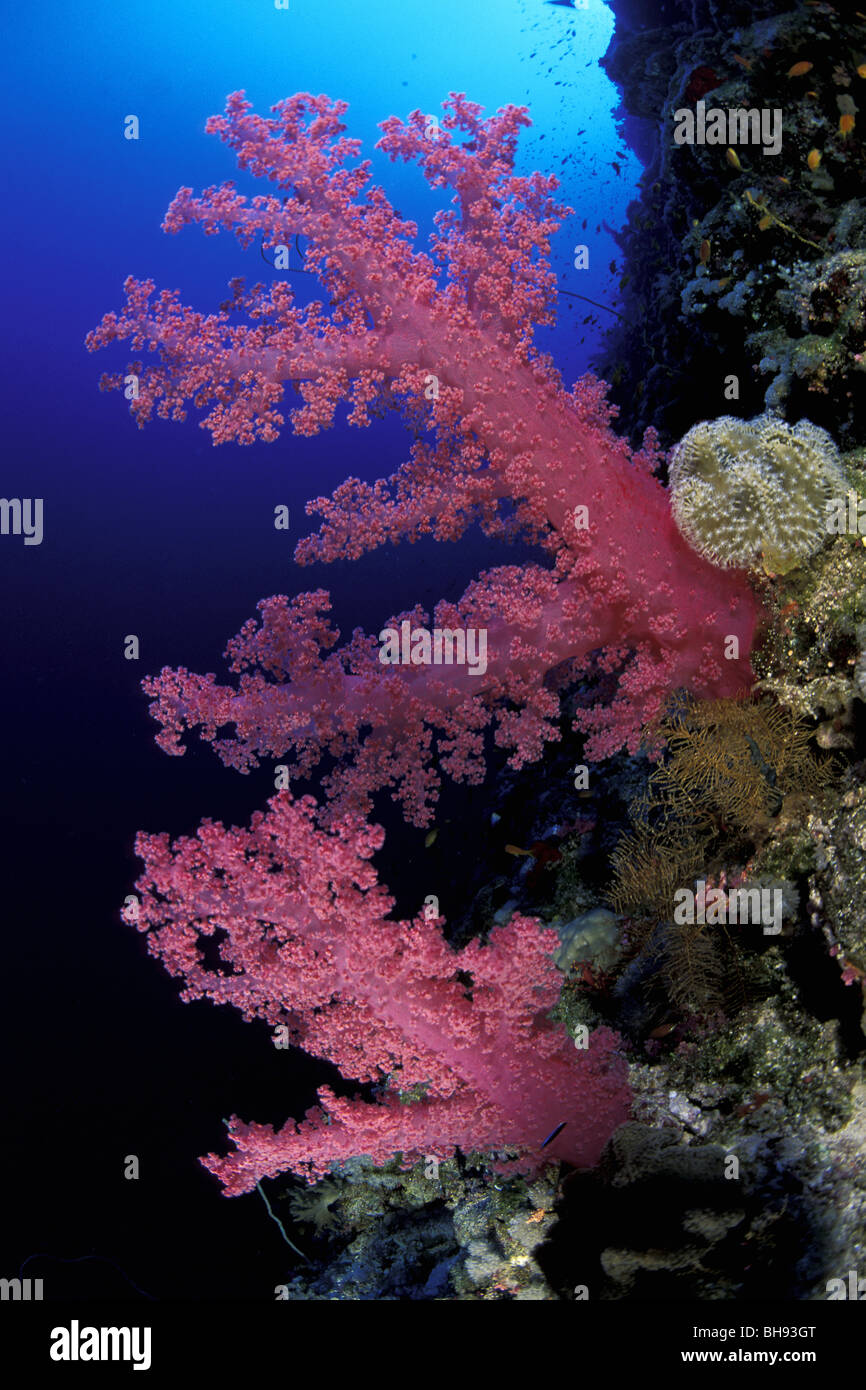 Purple Soft Coral, Dendronephthya sp., Red Sea, Saudi Arabia Stock Photo