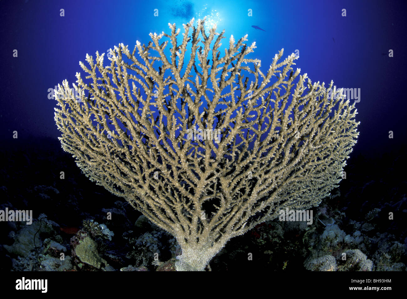 Table Coral, Acropora sp., Red Sea, Saudi Arabia Stock Photo