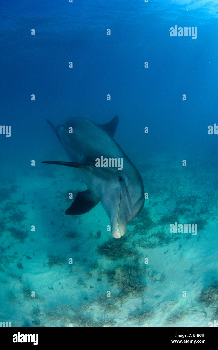 Atlantic Bottlenose Dolphin, Tursiops truncatus, Caribbean, Turks and Caicos Islands Stock Photo