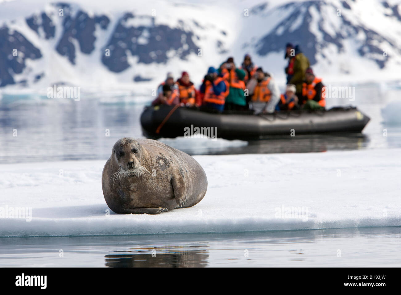 Tourists on Zodiac watching Bearded Seal, Erignathus barbatus, Spitsbergen, Svalbard Archipelago, Norway Stock Photo
