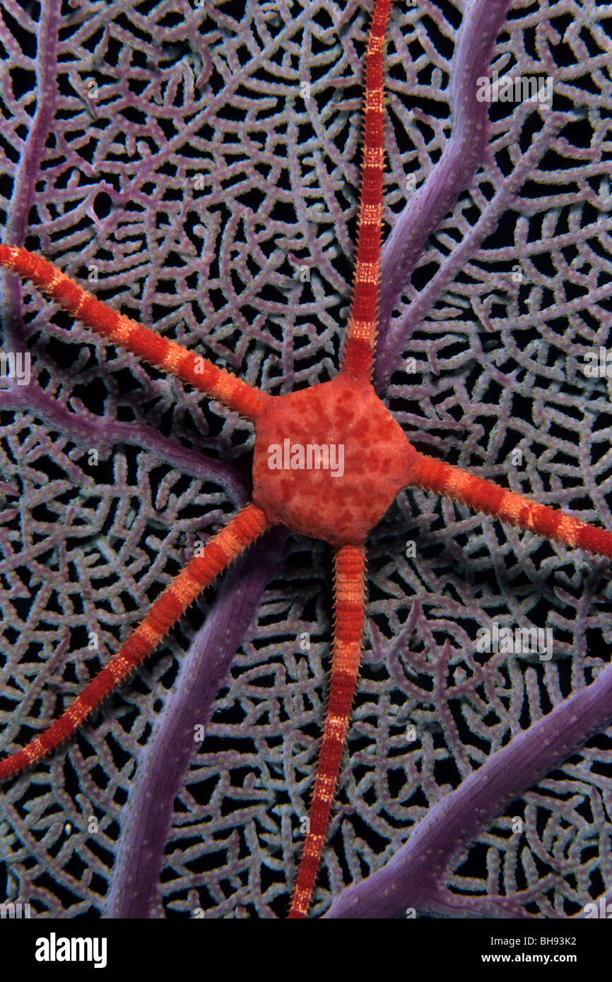 Close up brittle star on coral hires stock photography and images Alamy
