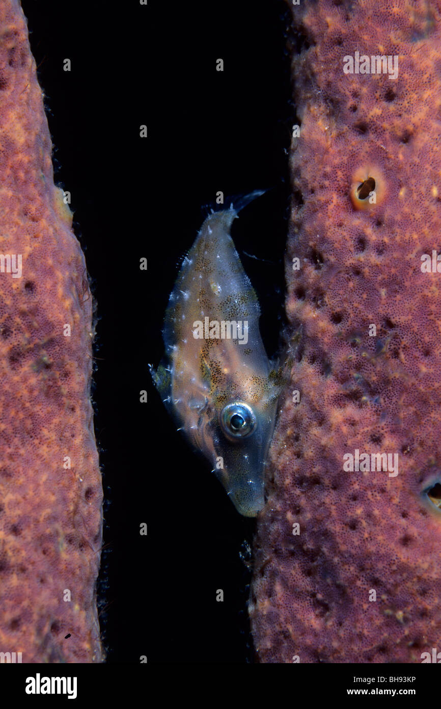 Slender Filefish between Sponge, Monacanthus tuckeri, Caribbean, Turks and Caicos Islands Stock Photo