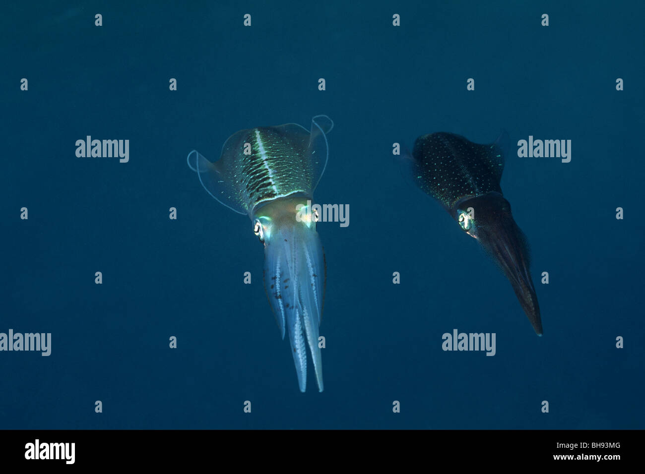 Couple of Bigfin Reef Squid, Sepioteuthis lessoniana, Caribbean, Turks and Caicos Islands Stock Photo