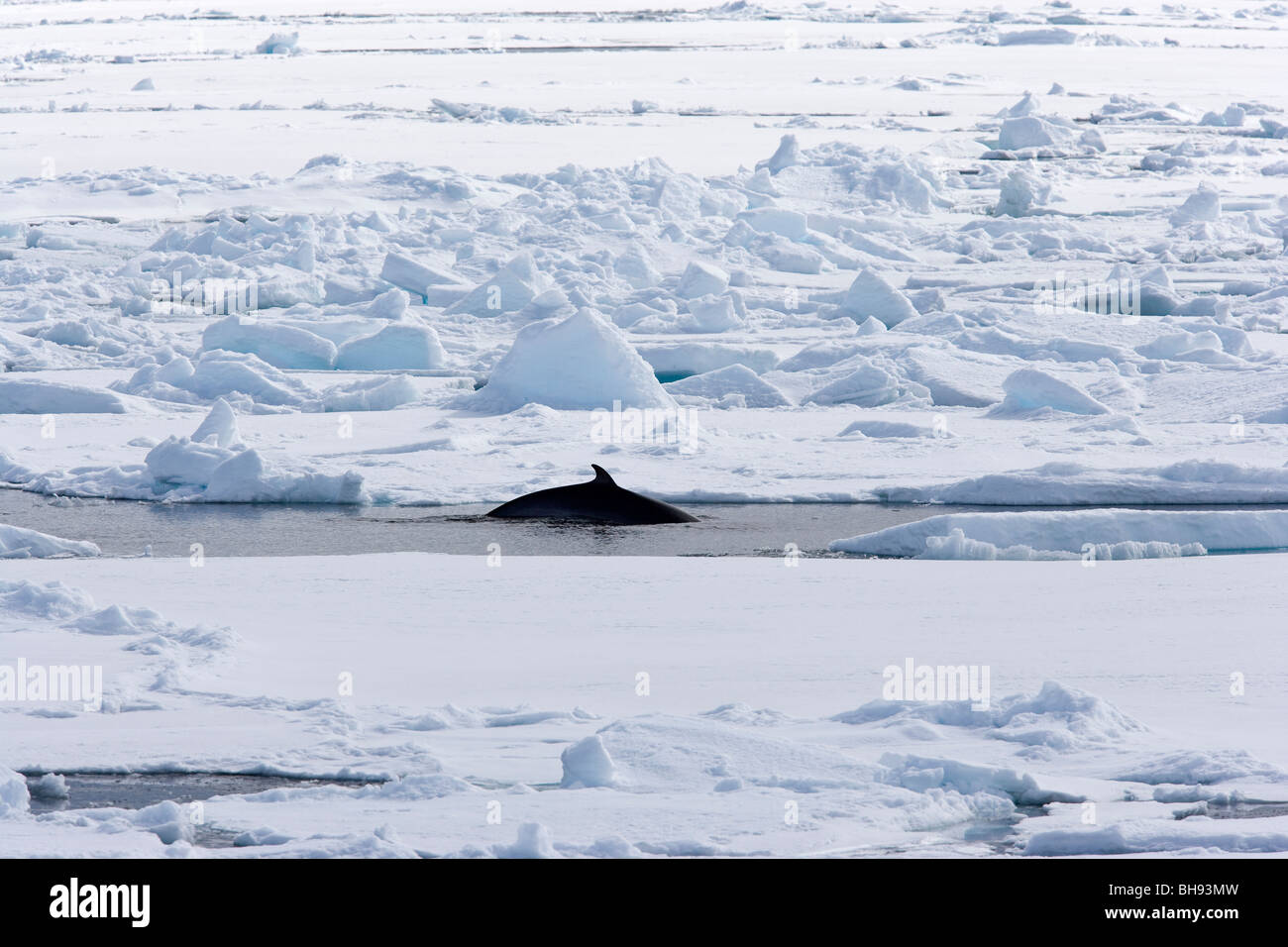 Common minke whale hi-res stock photography and images - Alamy
