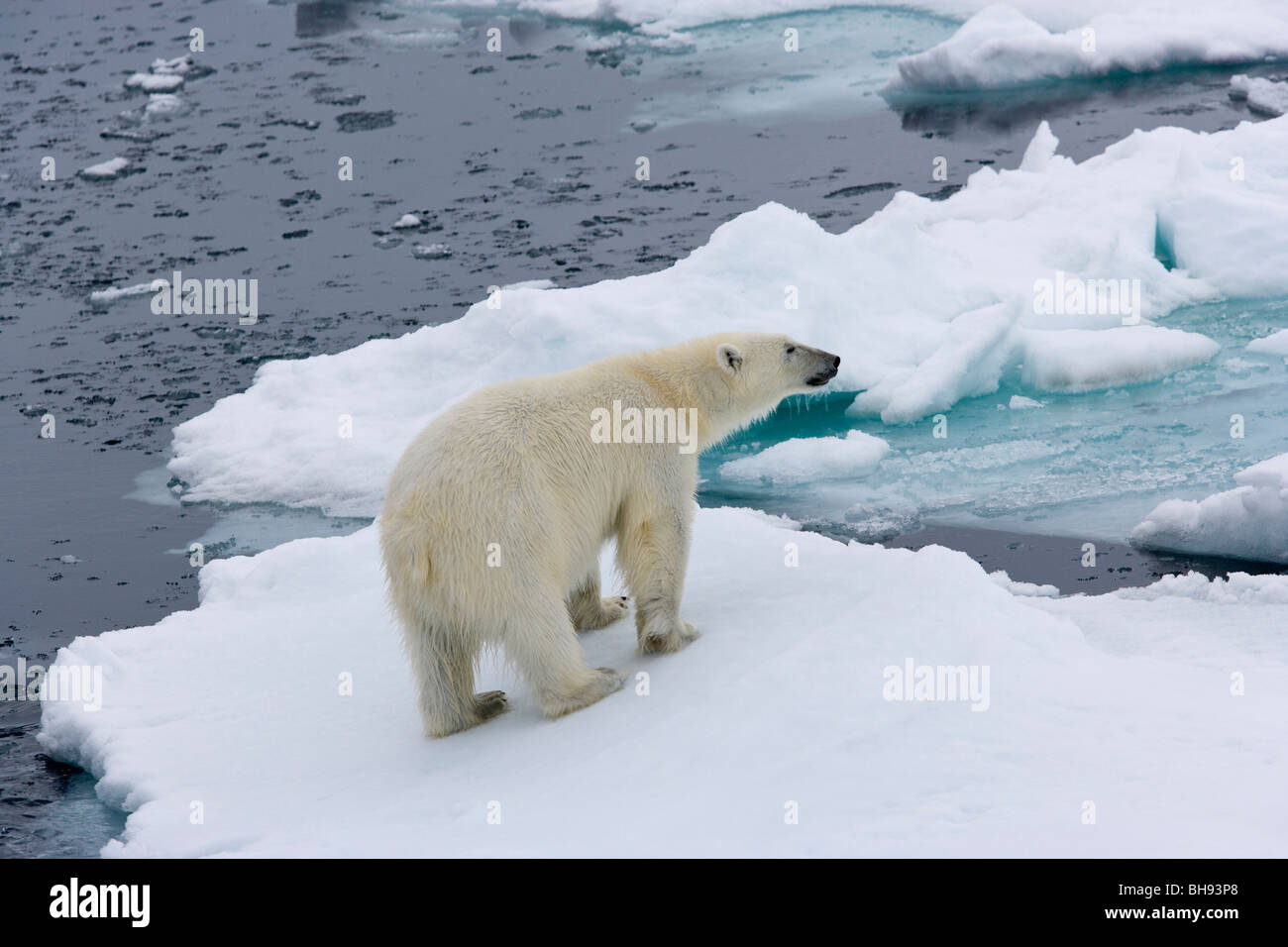 Polar Bear, Ursus maritimus, Spitsbergen, Svalbard Archipelago, Norway Stock Photo