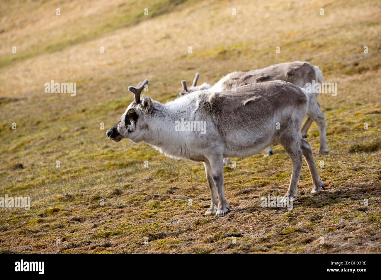 Svalbard Reindeer, Rangifer tarandus platyrhynchus, Spitsbergen, Svalbard Archipelago, Norway Stock Photo