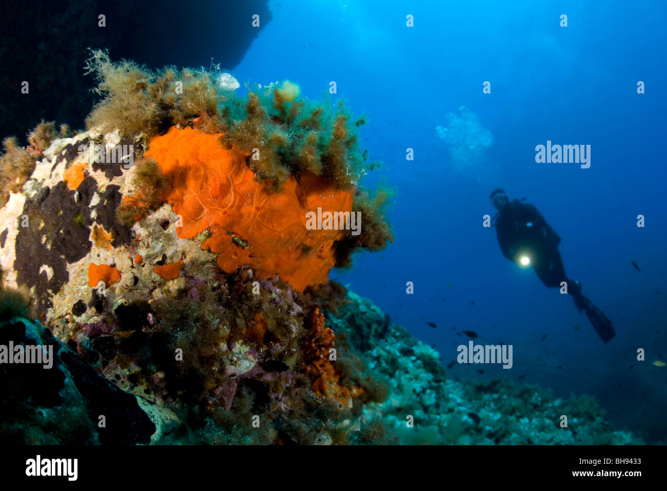 Scuba Diver and Rock covered with Encrustating Red Sponge, Spirastrella cunctatrix, Ponza, Mediterranean Sea, Italy Stock Photo