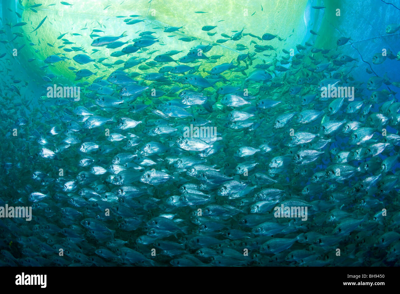 Fish Farm, Aqua Culture with Gilt-head Sea Breams, Sparus aurata, Ponza, Mediterranean Sea, Italy Stock Photo