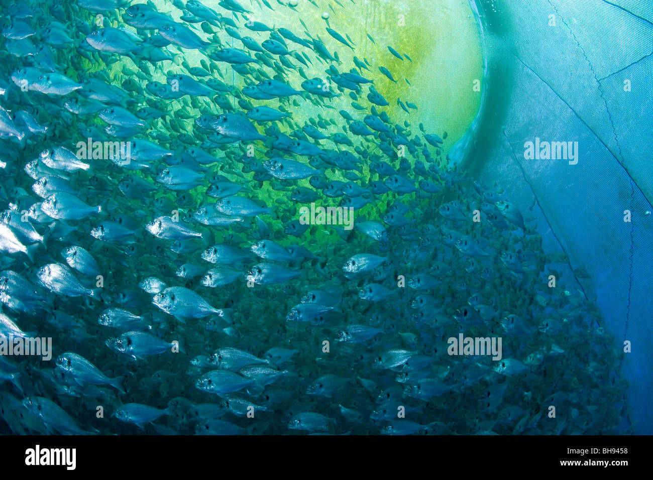 fish-farm-aqua-culture-with-gilt-head-sea-breams-sparus-aurata-ponza