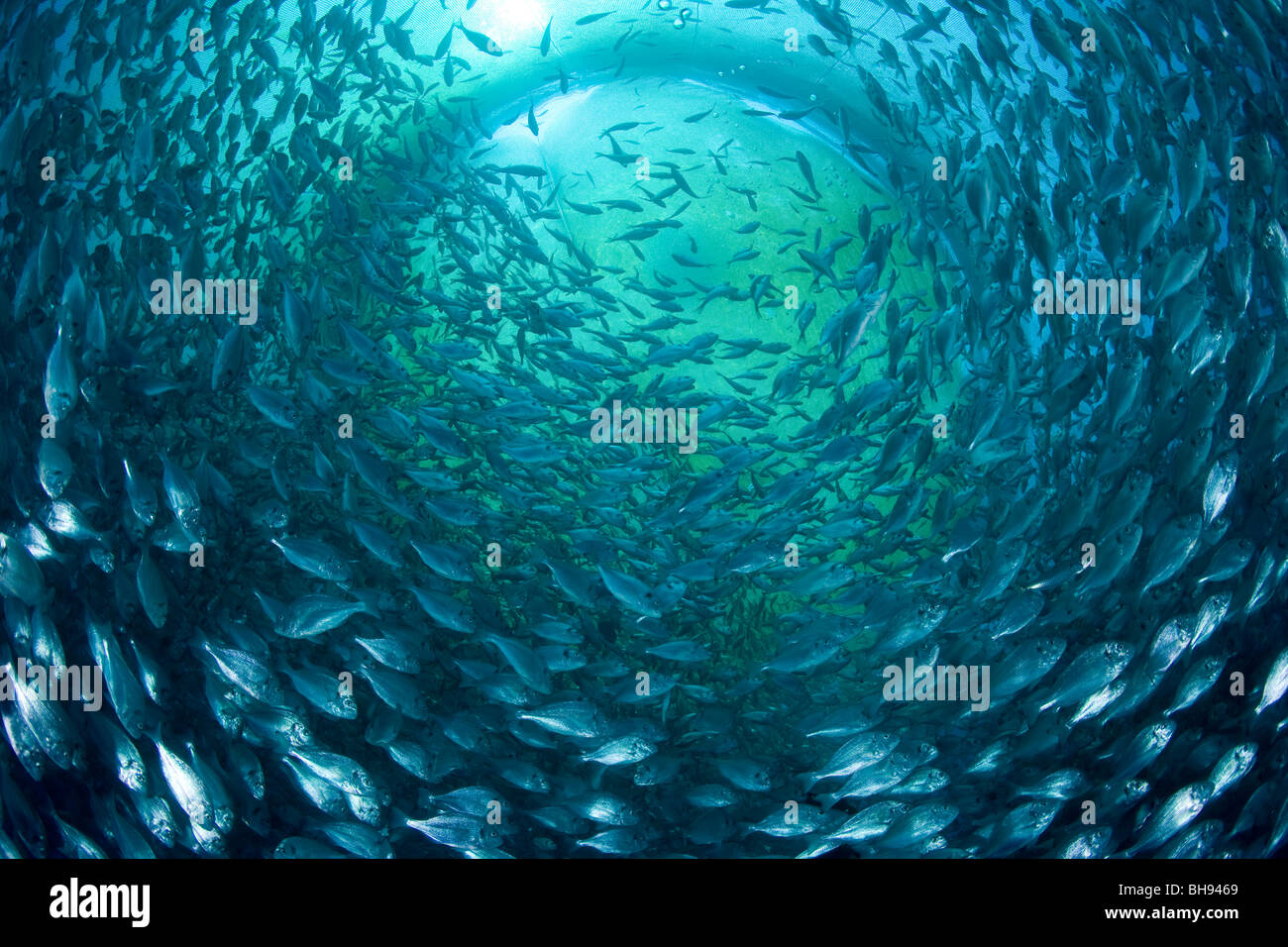 Fish Farm, Aqua Culture with Gilt-head Sea Breams, Sparus aurata, Ponza, Mediterranean Sea, Italy Stock Photo