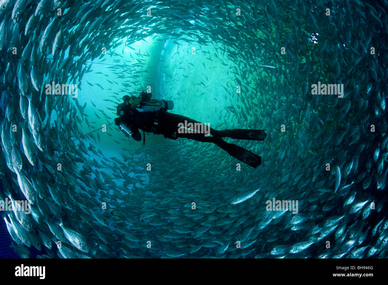 Diver inside Fish Farm Sea Cage, Aqua Culture with Gilt-head Sea Breams, Sparus aurata, Ponza, Mediterranean Sea, Italy Stock Photo
