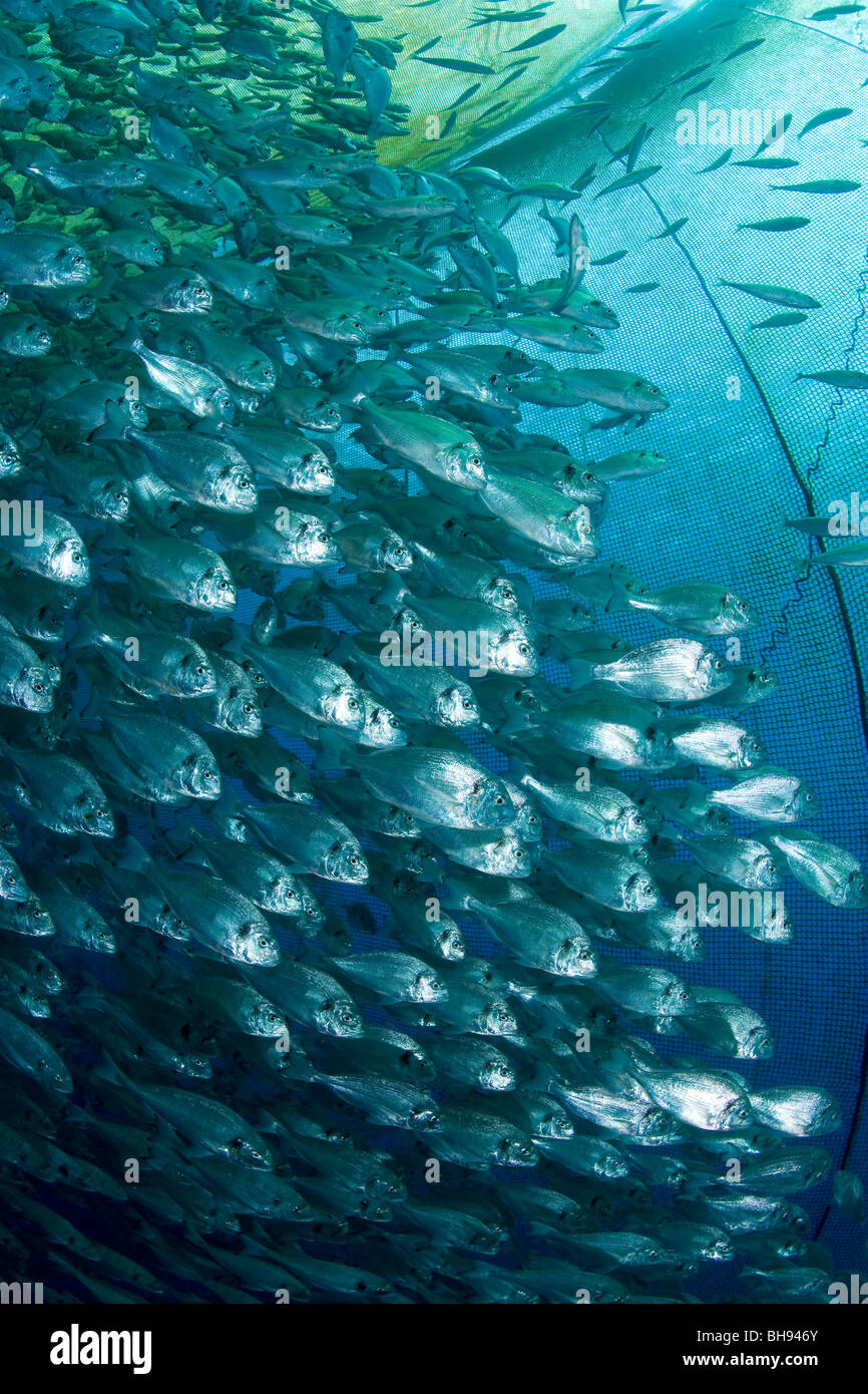 fish-farm-aqua-culture-with-gilt-head-sea-breams-sparus-aurata-ponza