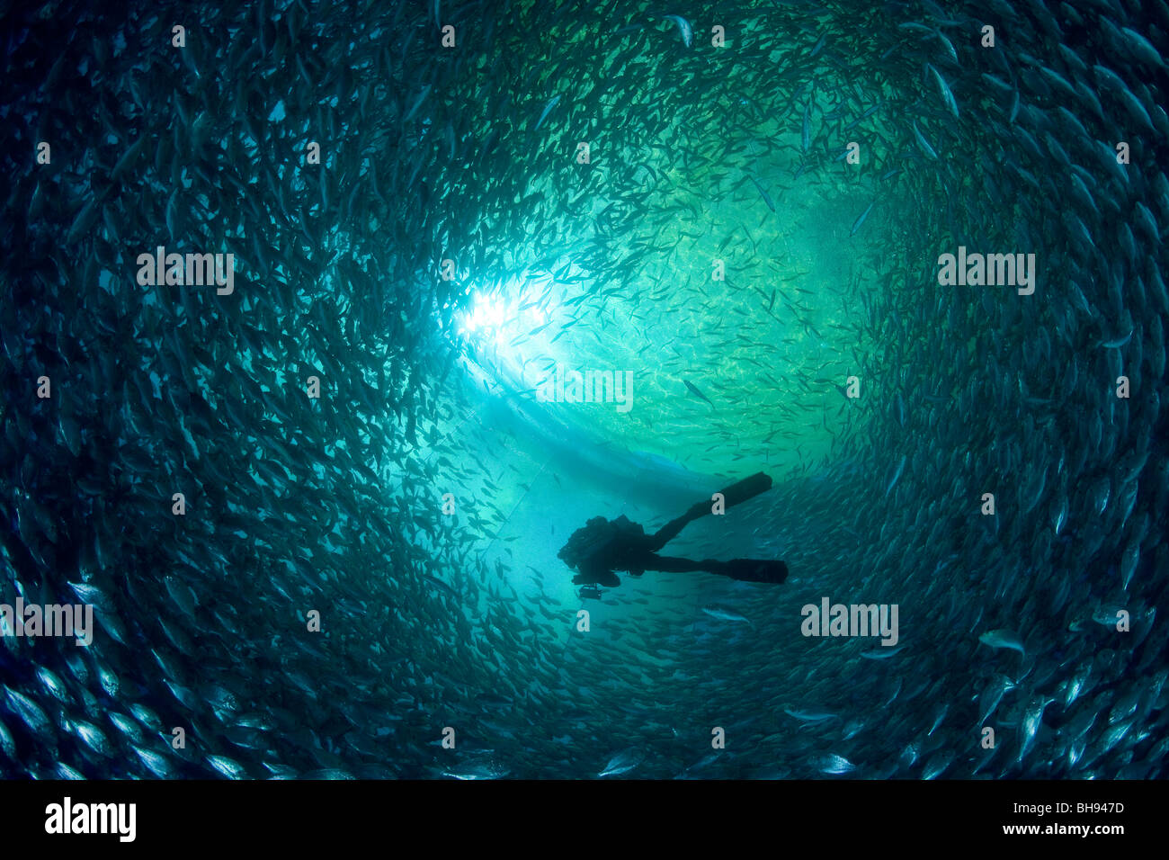 Diver inside Fish Farm Sea Cage, Aqua Culture with Gilt-head Sea Breams, Sparus aurata, Ponza, Mediterranean Sea, Italy Stock Photo