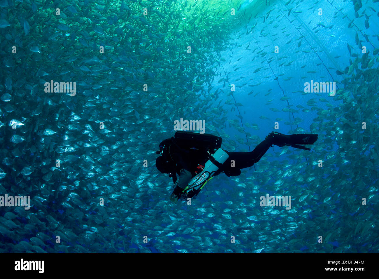 Diver inside Fish Farm Sea Cage, Aqua Culture with Gilt-head Sea Breams, Sparus aurata, Ponza, Mediterranean Sea, Italy Stock Photo