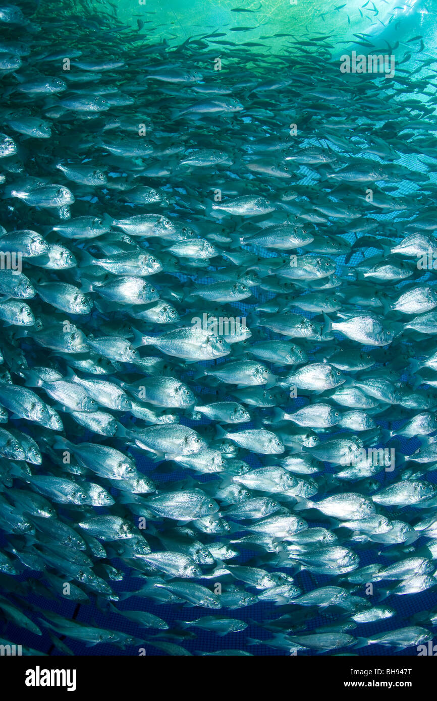 Fish Farm, Aqua Culture with Gilt-head Sea Breams, Sparus aurata, Ponza, Mediterranean Sea, Italy Stock Photo
