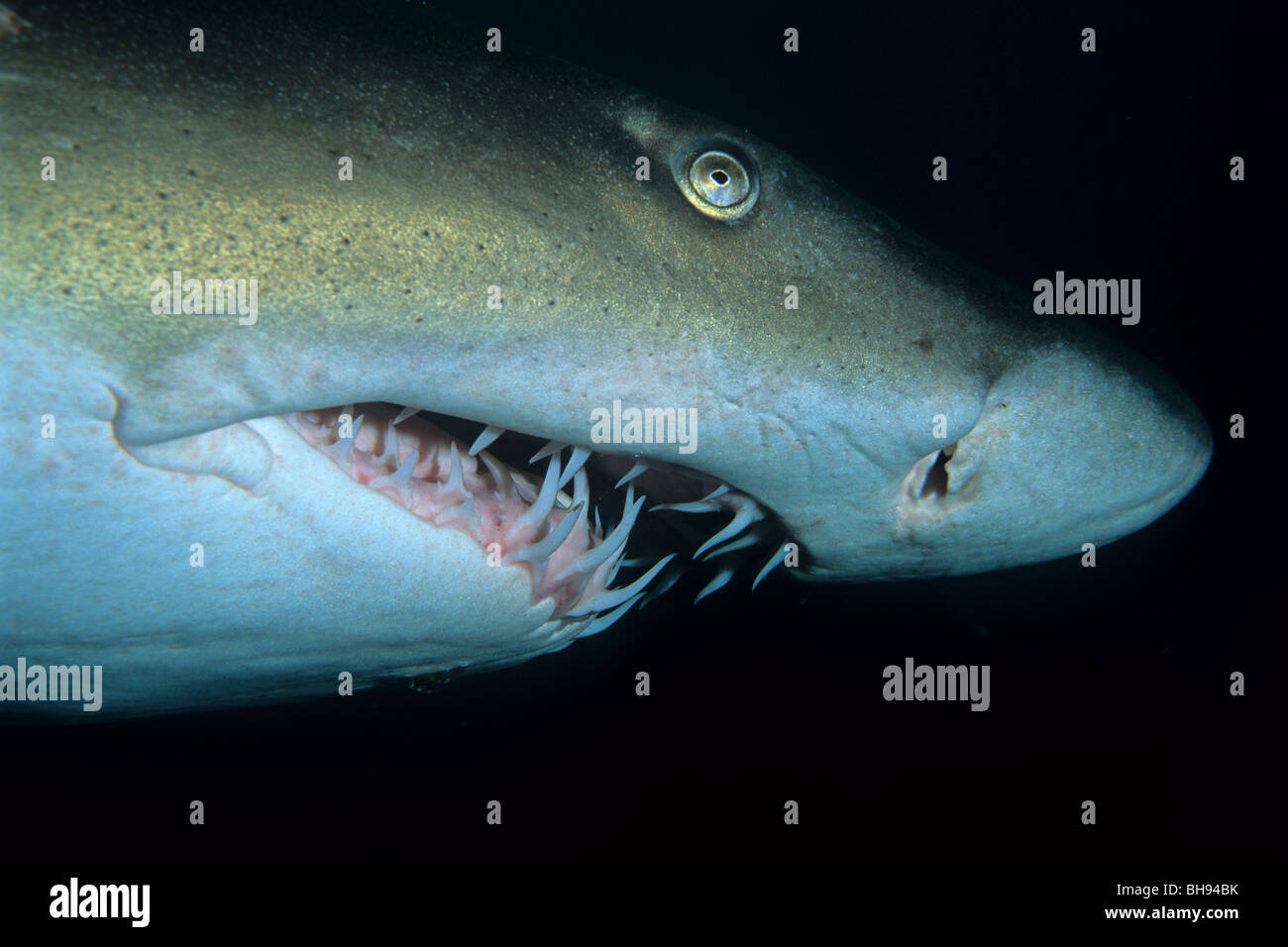 Sand Tiger Shark, Carcharias taurus, Aliwal Shoals, Kwazulu-Natal, Indian Ocean, South Africa Stock Photo