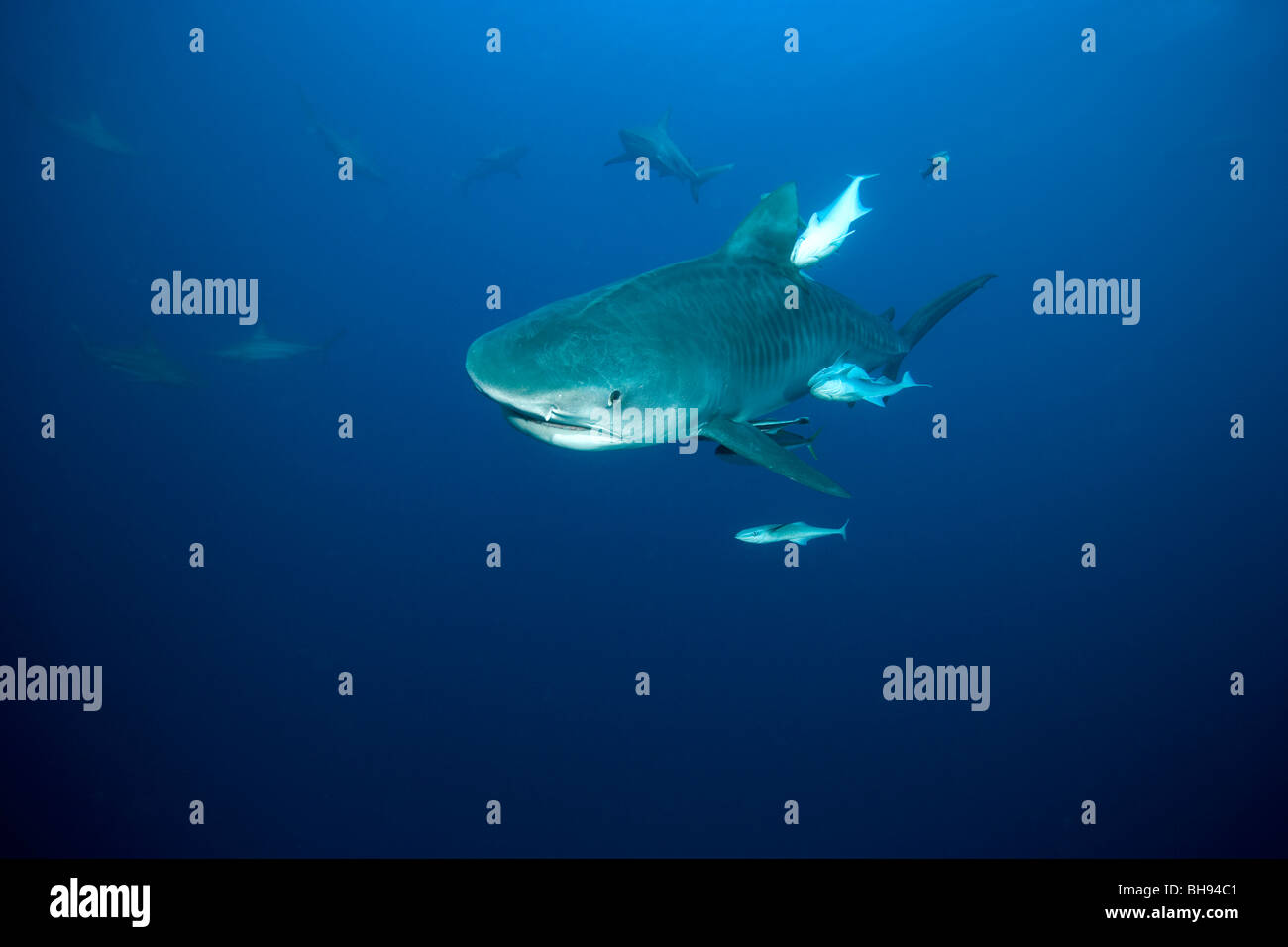 Tiger Shark, Galeocerdo couvier, Aliwal Shoals, Kwazulu-Natal, Indian Ocean, South Africa Stock Photo