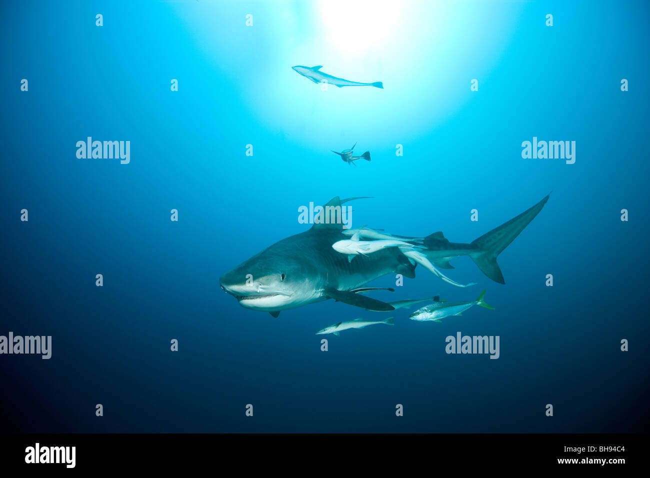 Tiger Shark, Galeocerdo couvier, Aliwal Shoals, Kwazulu-Natal, Indian Ocean, South Africa Stock Photo