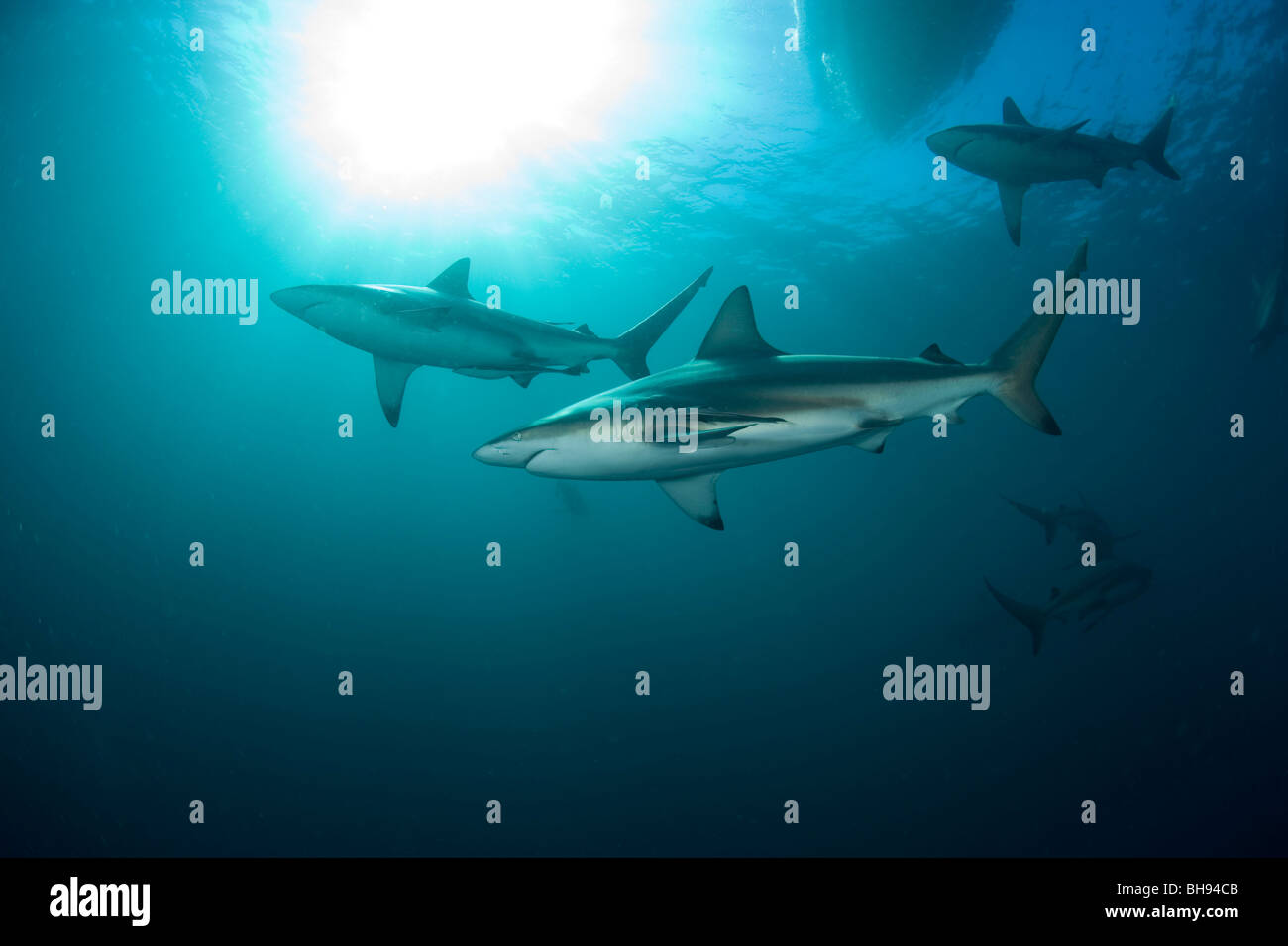 Blacktip Sharks, Carcharhinus limbatus, Aliwal Shoals, Kwazulu-Natal, Indian Ocean, South Africa Stock Photo