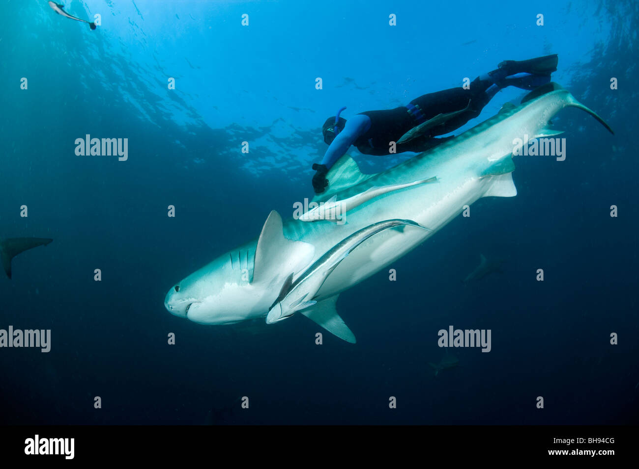 Diver hang on Tiger Shark, Galeocerdo couvier, Aliwal Shoals, Kwazulu-Natal, Indian Ocean, South Africa Stock Photo