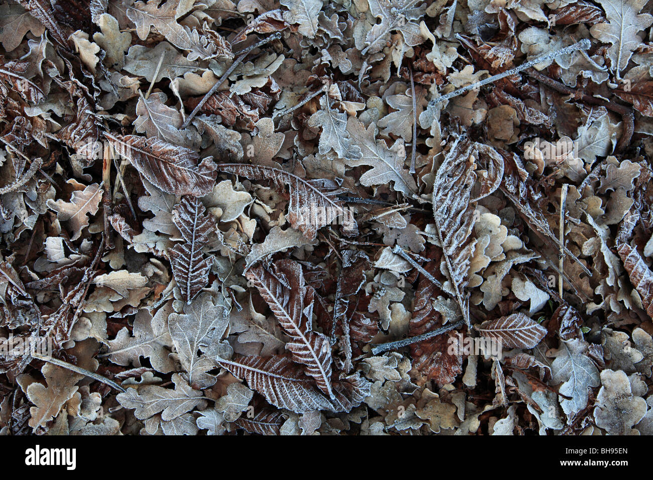 Winter Frosty fallen leaves patern background Stock Photo Alamy