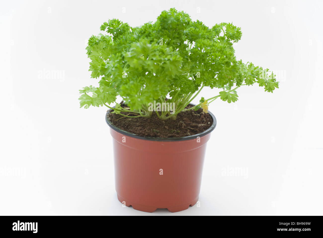 Parsley growing in the pot Stock Photo Alamy