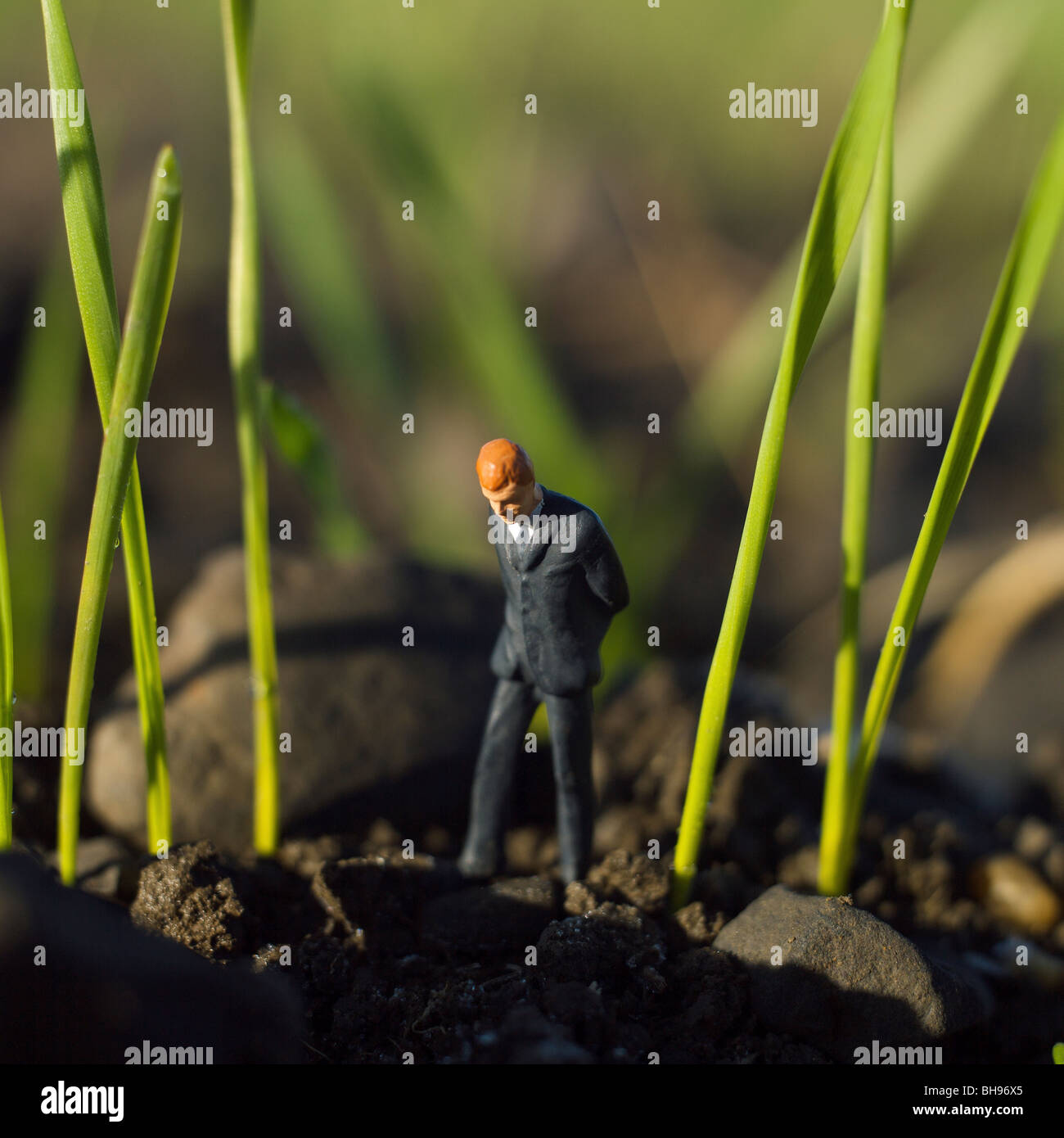 Businessman man figurine in the middle of a field of cereal crops - farming business industry and environmental concept. Stock Photo