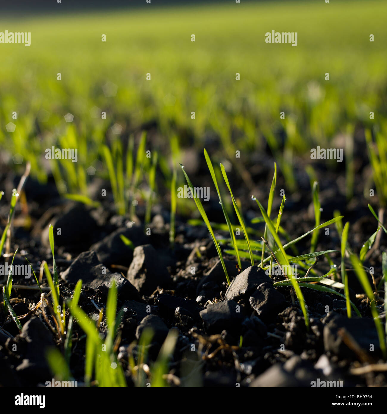 Sprouts of cereal Stock Photo Alamy