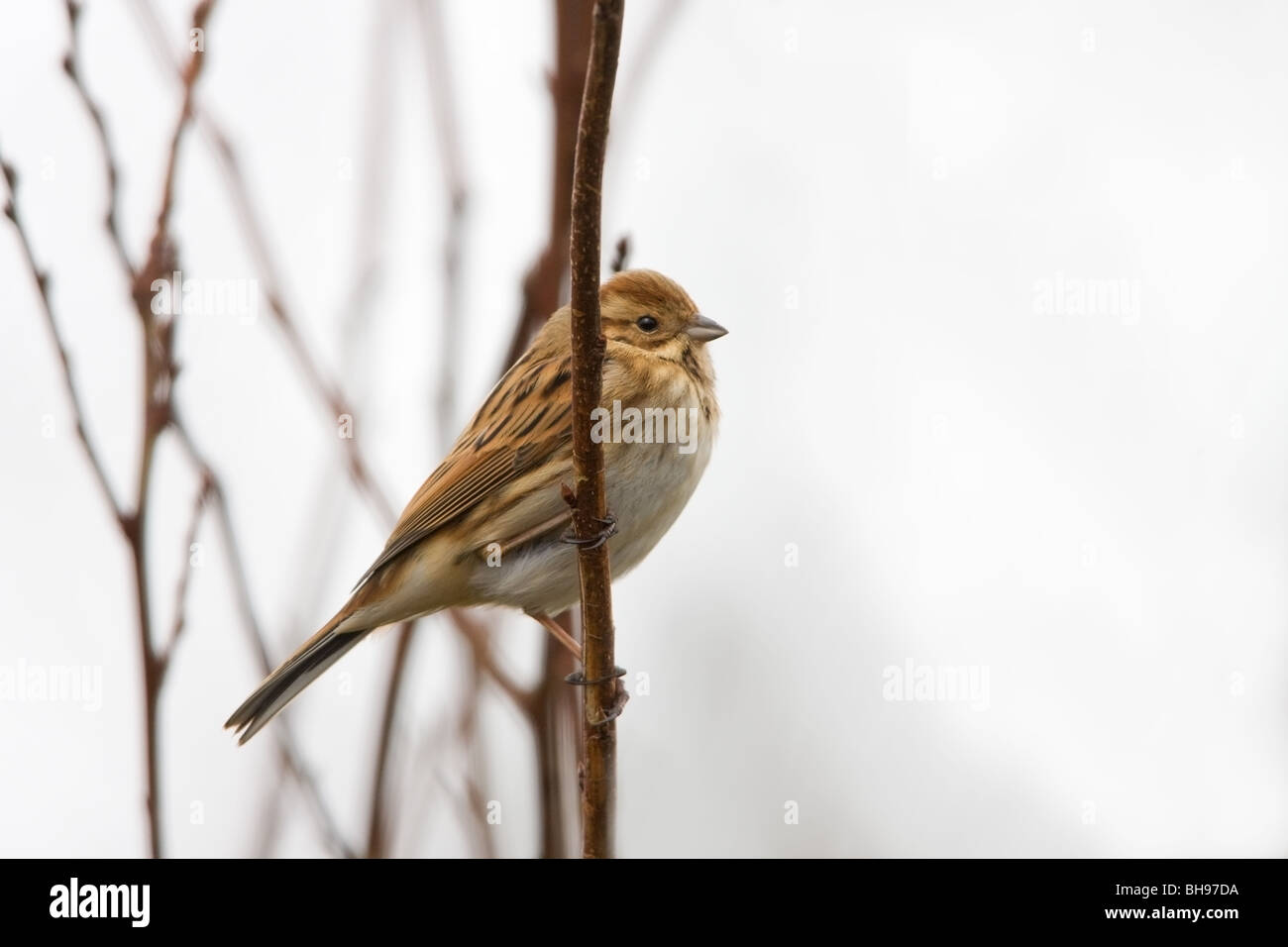 Reed Bunting Emberiza schoeniclus adult female in non-breeding plumage perched in a tree Stock Photo