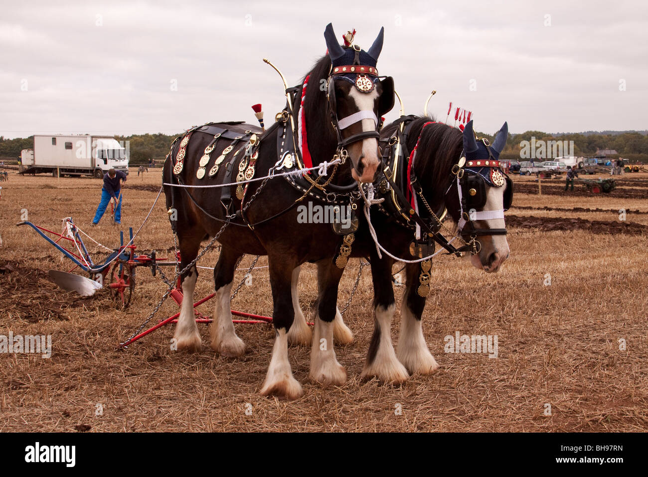 Shire horses pulling plough Stock Photo