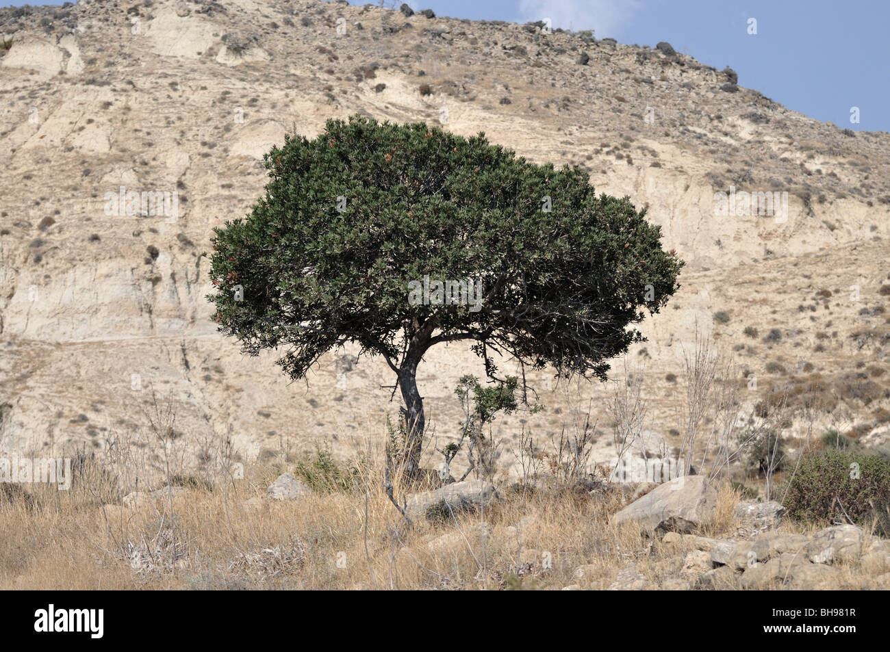 Lone tree in the arid Cypriot landscape Stock Photo