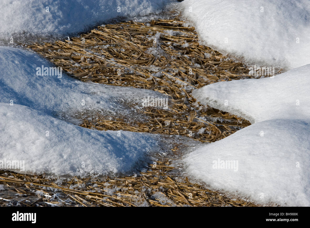 Frost, snow and dead wetland reeds  near open water wetland channel, near Providence Bay, Ontario, Canada Stock Photo