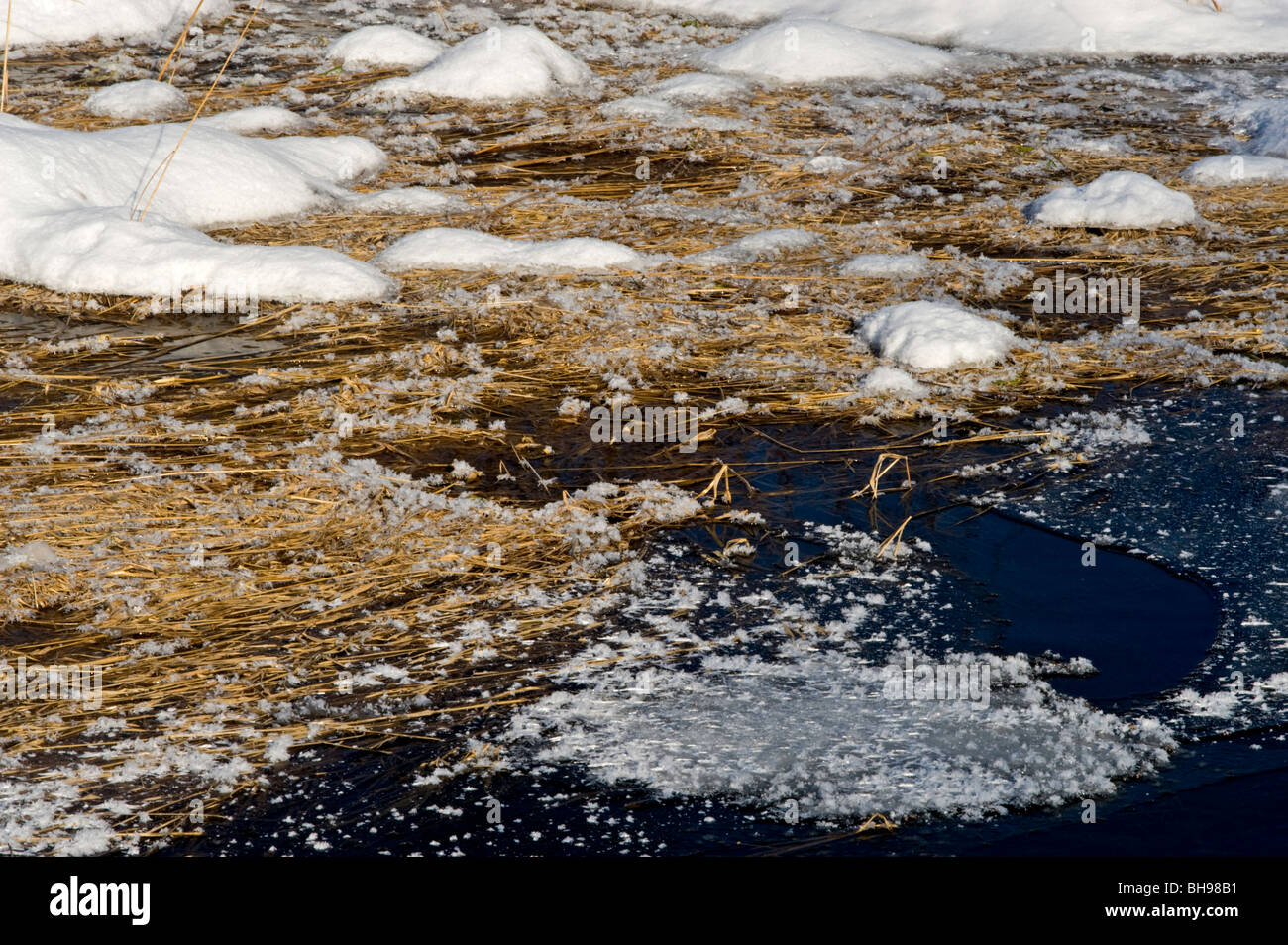 Frost, snow and dead wetland reeds near open water wetland channel