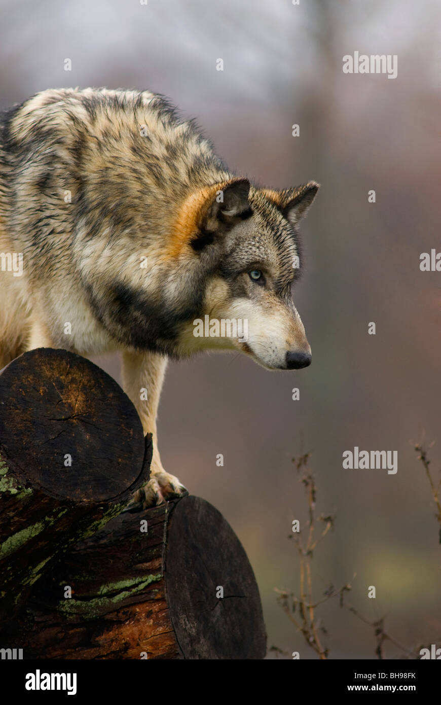 This Wolf is ready to pounce.  His lowered head and forward lean is a menacing pose to behold. Stock Photo