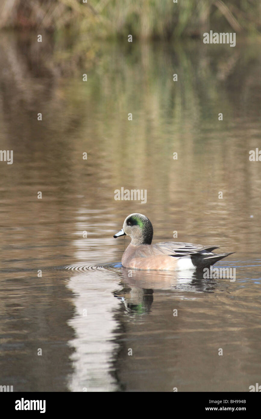 Wigeon wetland bird hi-res stock photography and images - Alamy