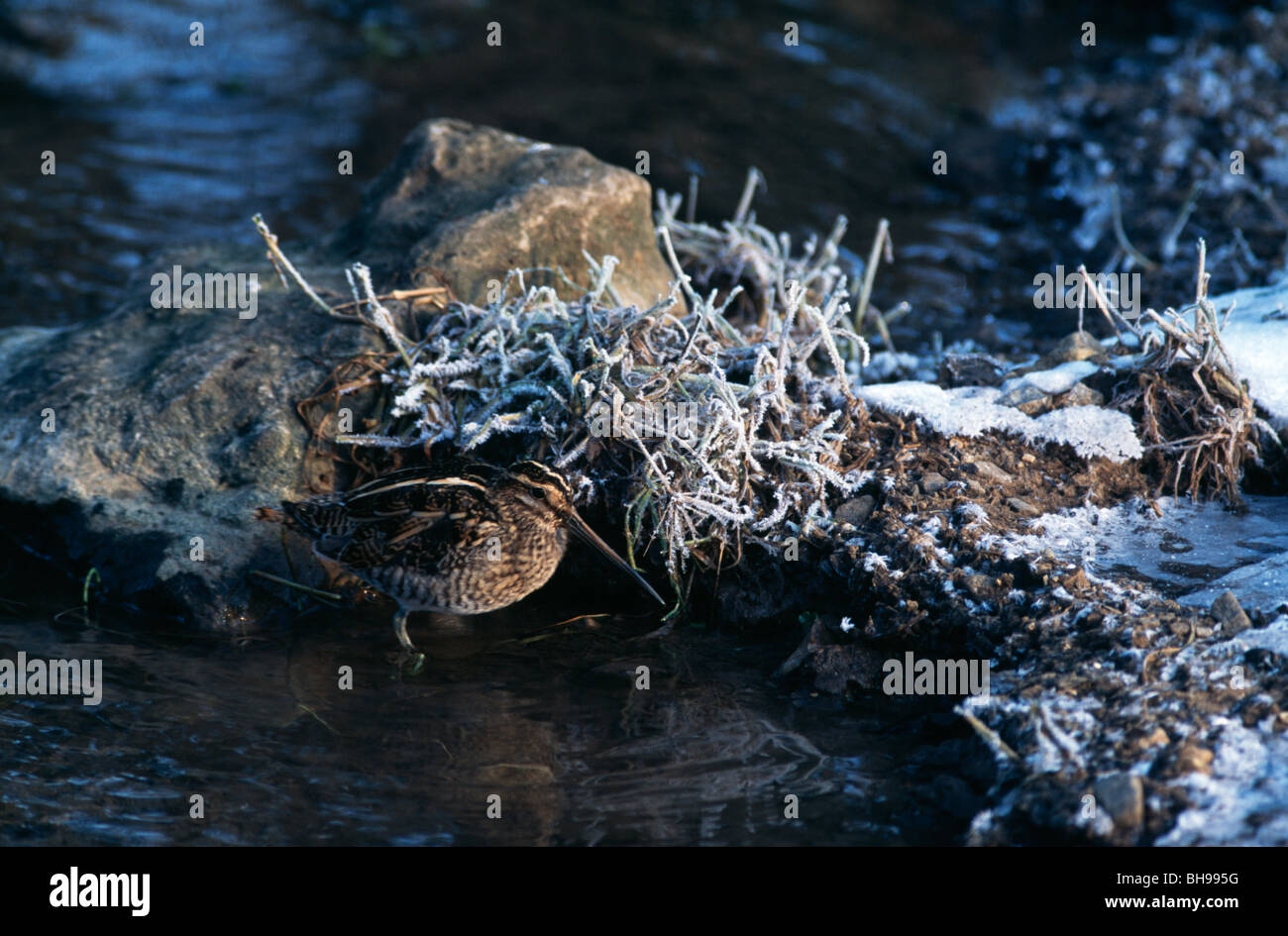 Snipe at the waters edge Stock Photo