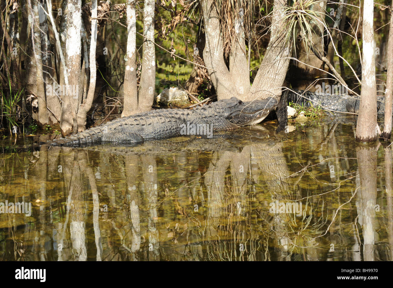 Alligators basking in the sun in the Florida Everglades USA Stock Photo