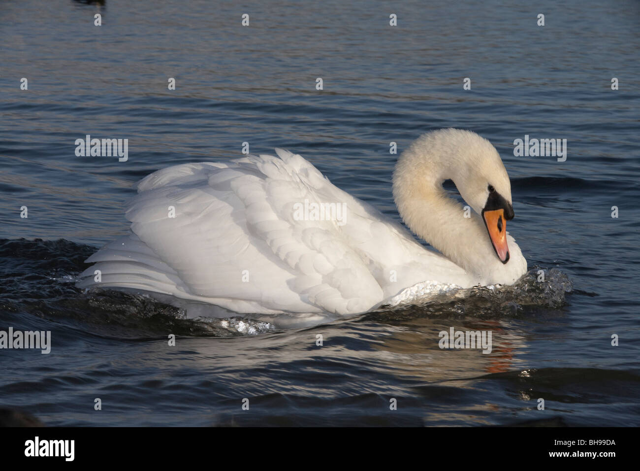 Mute swan (Cygnus olor) aggressive posture Stock Photo