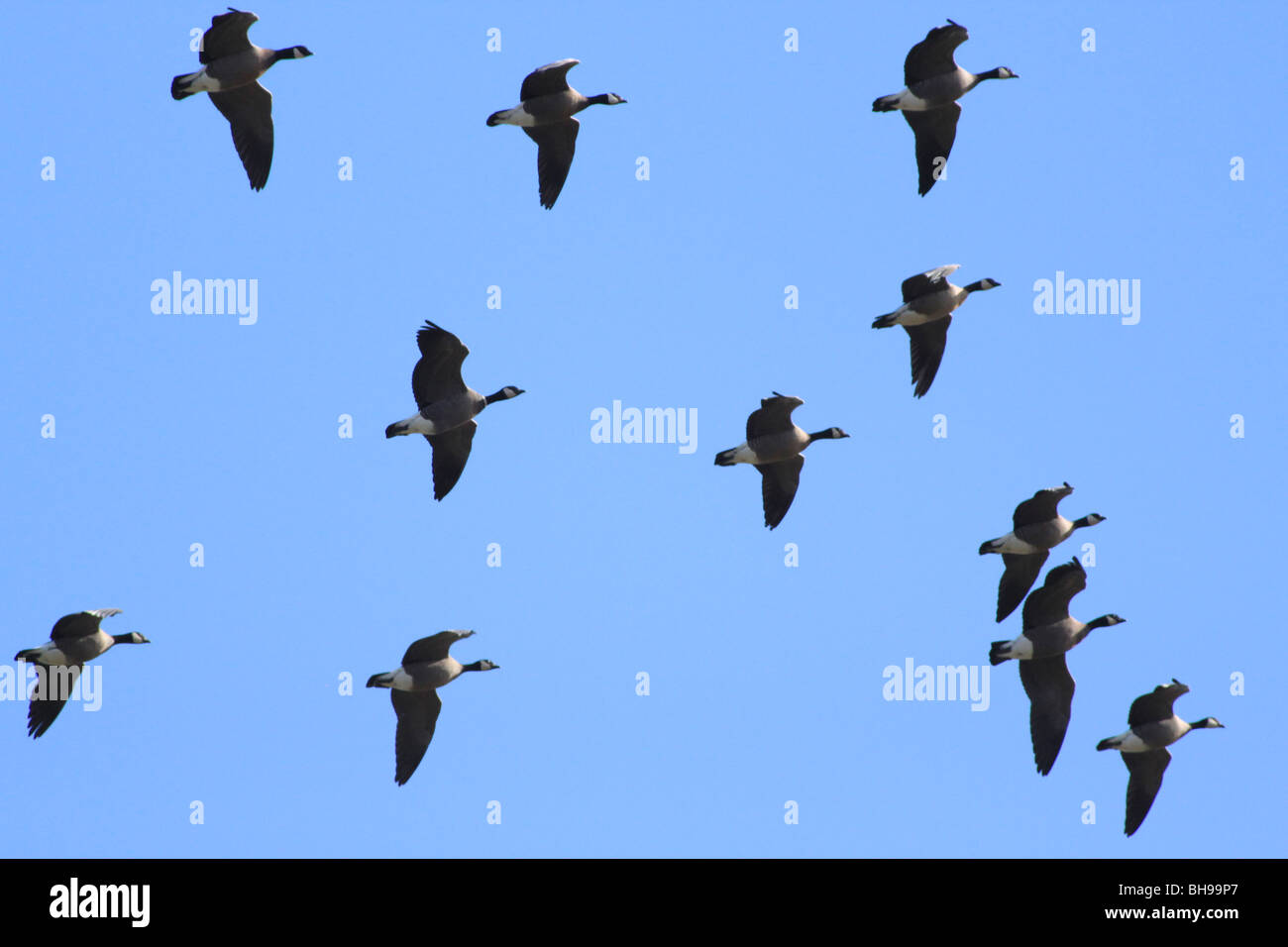 Group of Canadian Geese inflight in Oregon Stock Photo Alamy