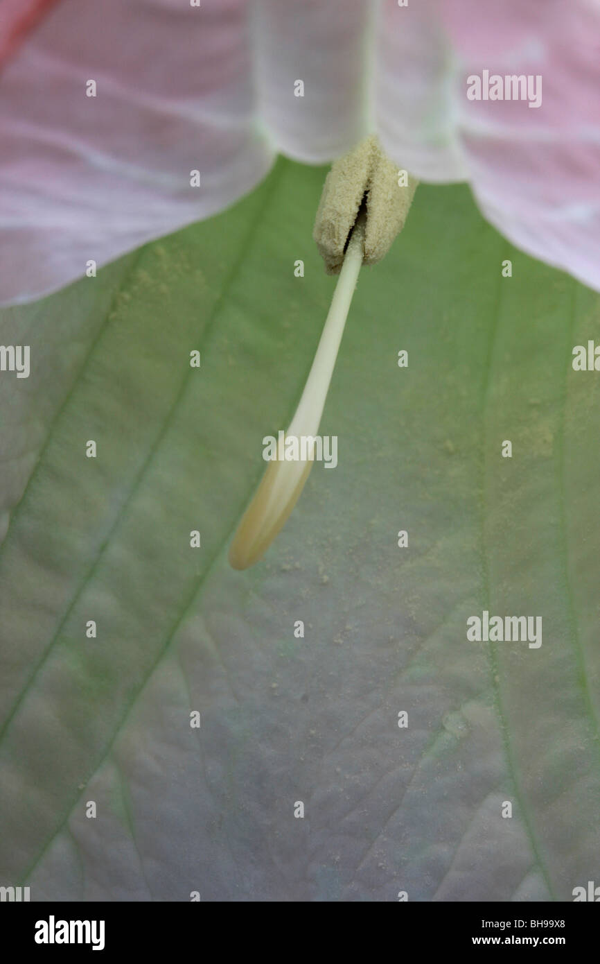 Angel's Trumpet (Brugmansia Igea). Stock Photo