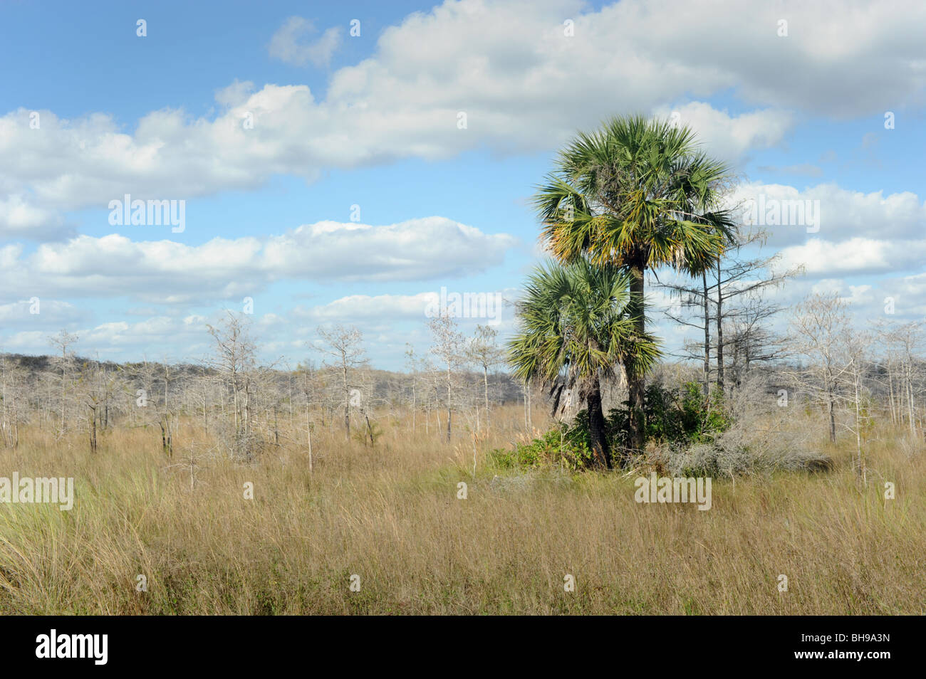 Clump of  palm trees in the Florida Everglades USA Stock Photo