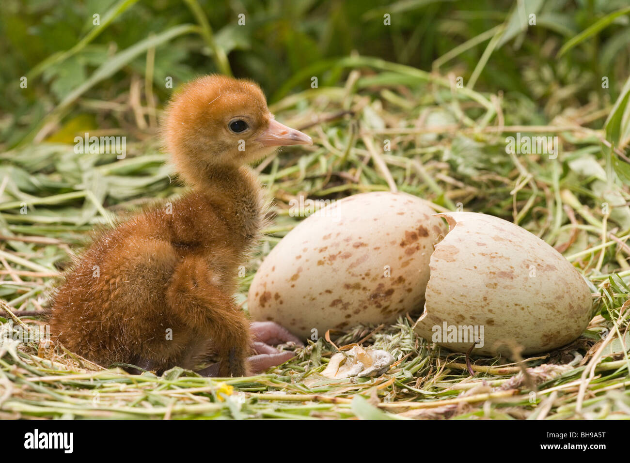 Common, European or Eurasian Crane (Grus grus). Just emerged chick and shell on right, with second egg still to hatch, behind. Stock Photo