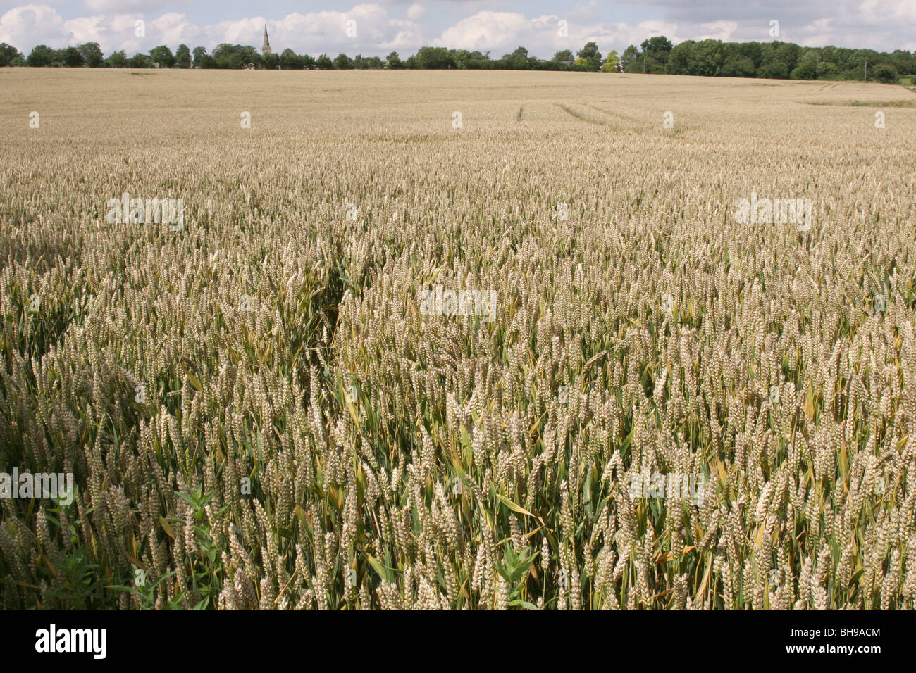 Wheatfield at Felmersham, with St Peters Church at Sharnbrook behind, Bedfordshire UK. Stock Photo