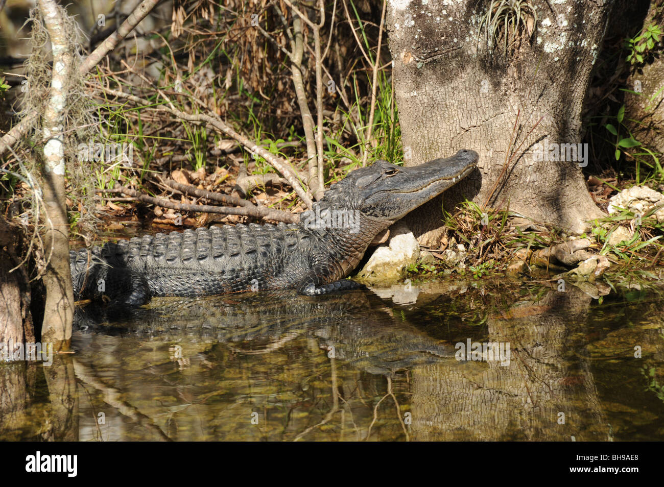 Alligators basking in the sun in the Florida Everglades USA Stock Photo