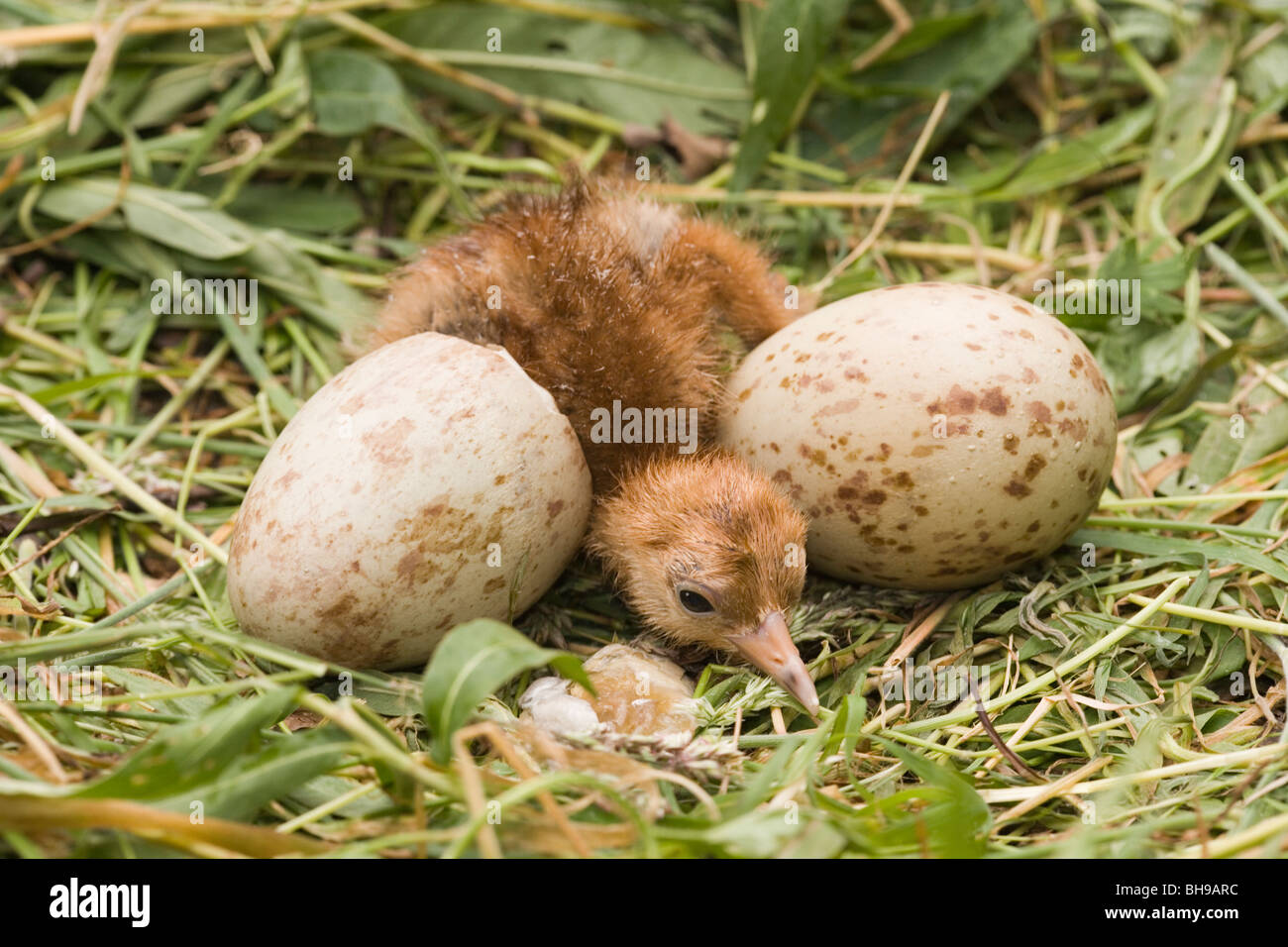 Common, European or Eurasian Crane (Grus grus). Just emerged chick and shell on left, with second egg on right still to hatch. Stock Photo