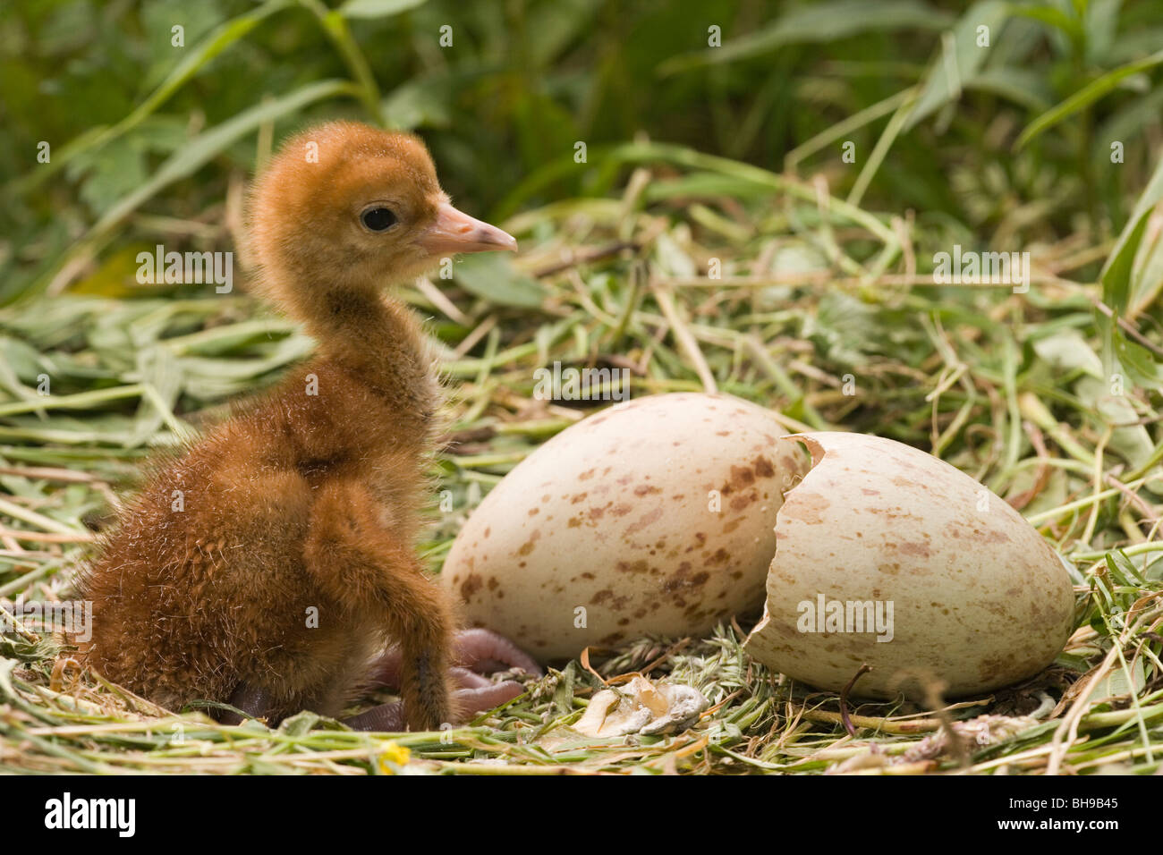 Common, European or Eurasian Crane (Grus grus). Just emerged chick and shell on right, with second egg middle, still to hatch. Stock Photo