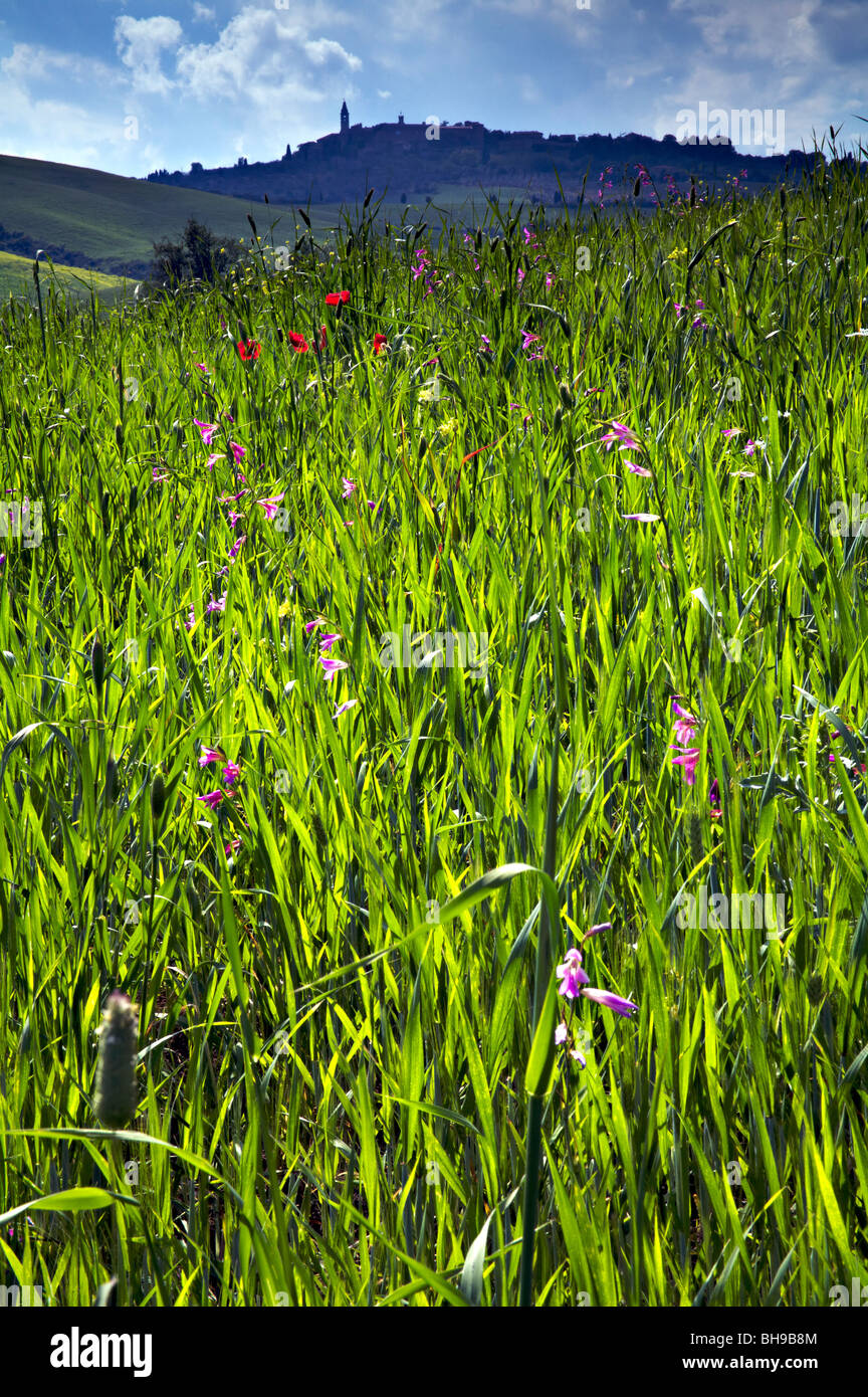 Pienza seen field wild flowers hi-res stock photography and images - Alamy