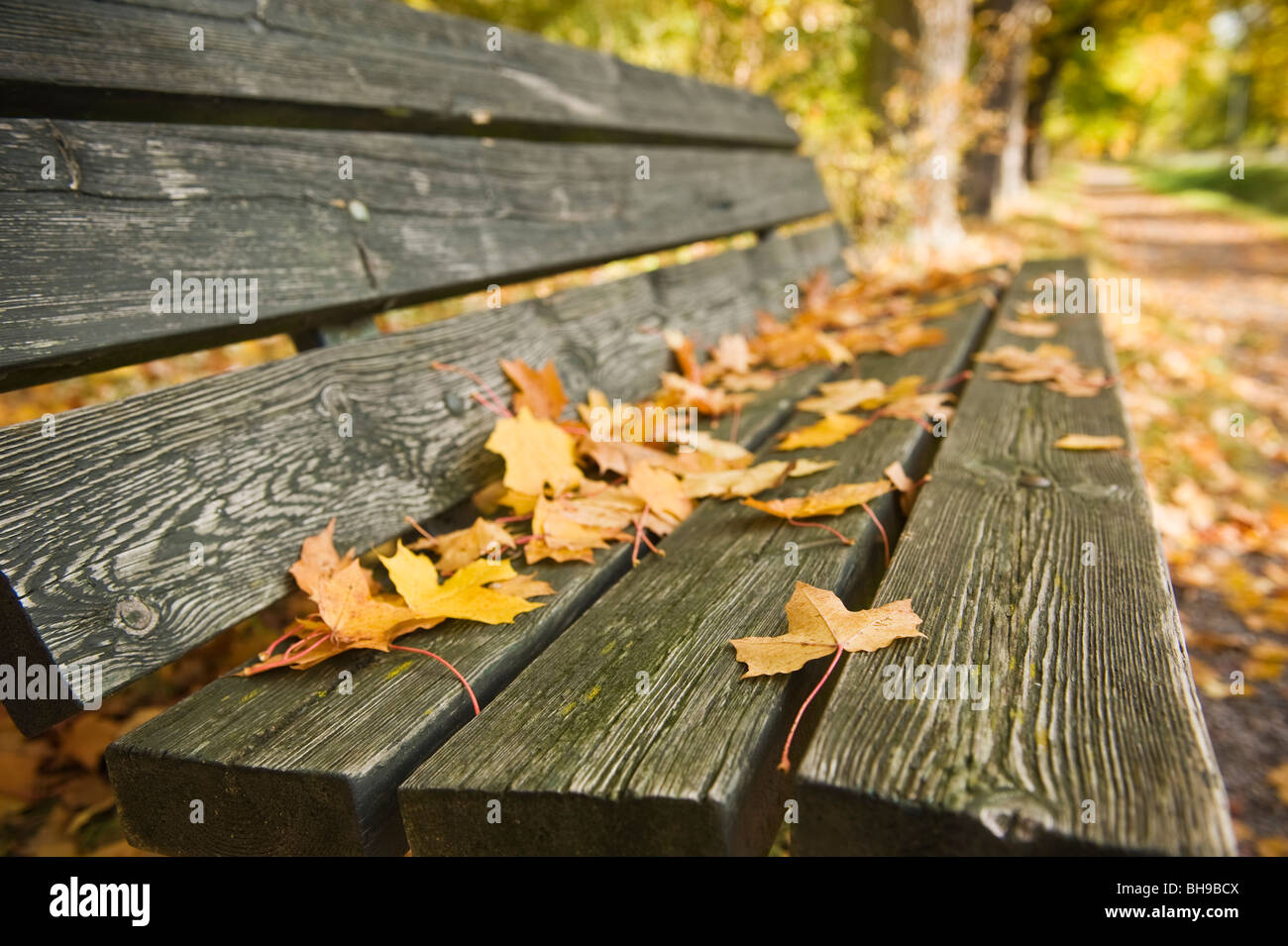 Wooden park bench with autumn leaves Stock Photo - Alamy